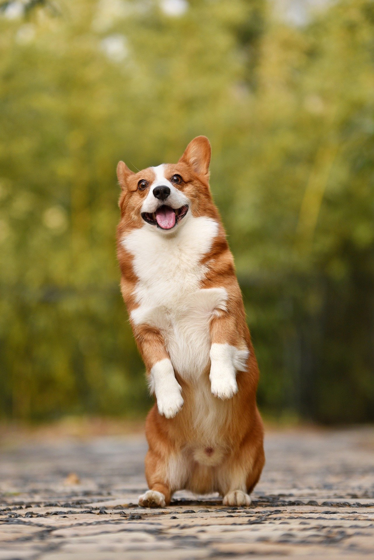 CorgiStockPixalBay