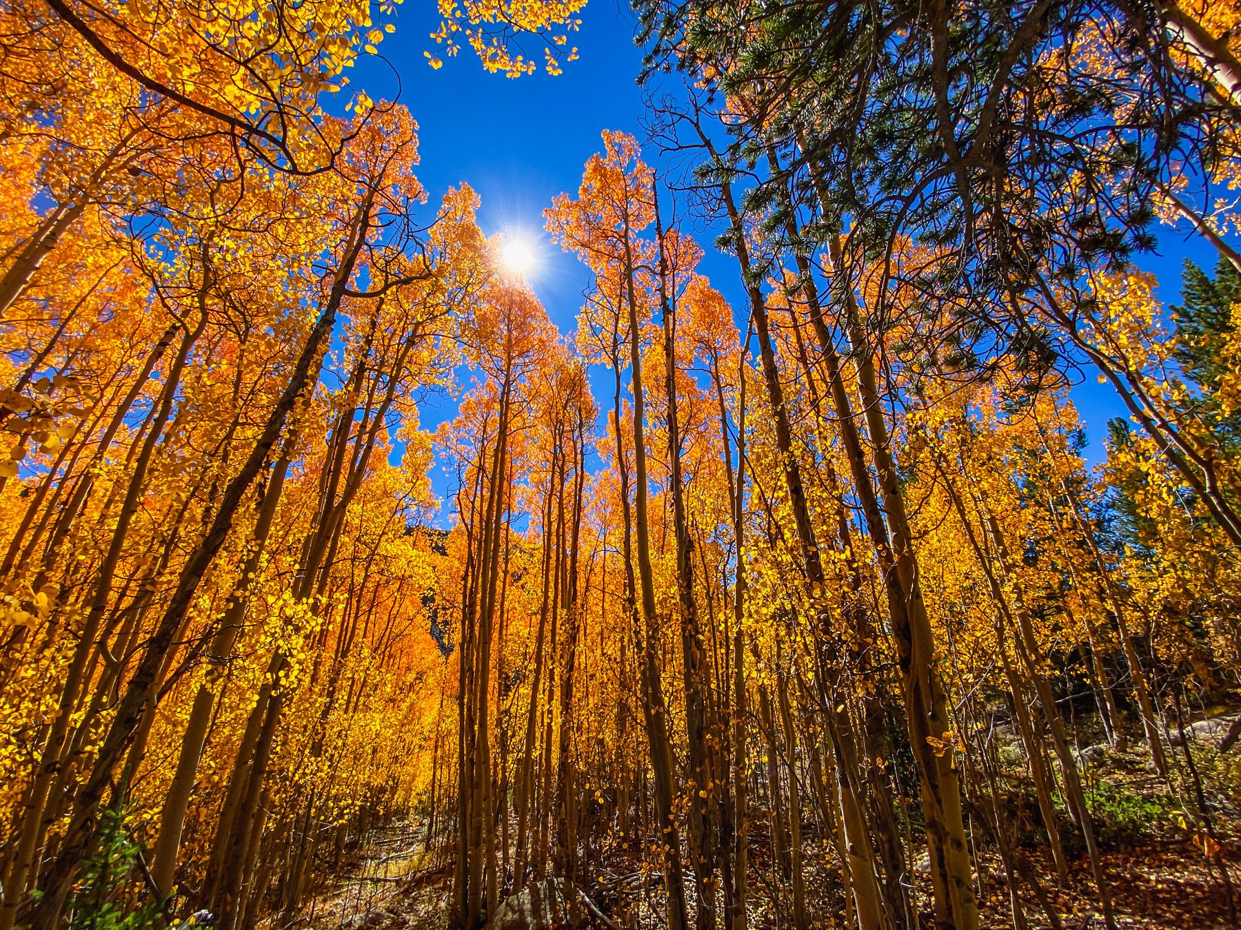 A photo of a blue sky above golden aspens during the fall with the sun in the sky.